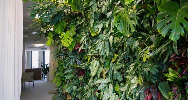 TIPS FOR PLANTING A LIVING WALL